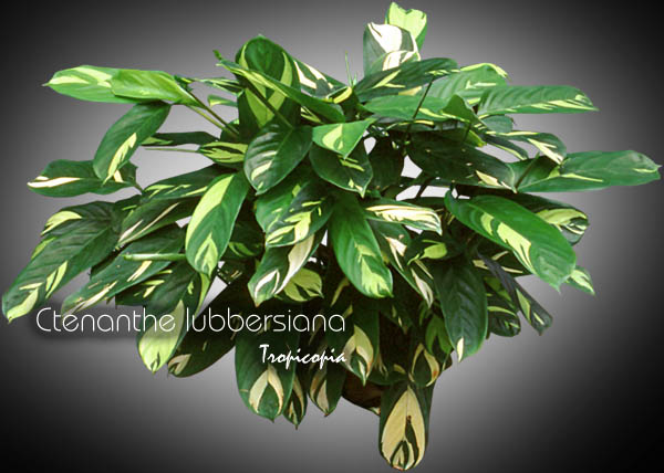 Foliage plant - Ctenanthe lubbersiana - Phrynium